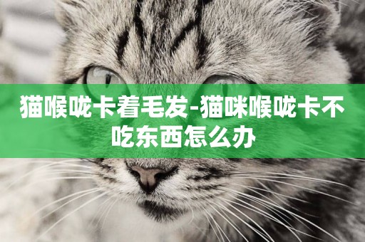 猫喉咙卡着毛发-猫咪喉咙卡不吃东西怎么办